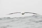 Southern royal albatross | Toroa. Adult showing leading edges of wings. Kaikoura pelagic, February 2010. Image © Neil Fitzgerald by Neil Fitzgerald.