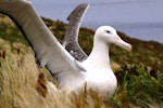 Southern royal albatross | Toroa. Adult near nest showing wing details. Campbell Island, January 2007. Image © Ian Armitage by Ian Armitage.