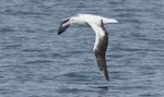 Southern royal albatross | Toroa. Adult. Off Taiaroa Head, October 2019. Image © Alan Tennyson by Alan Tennyson.