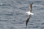 Southern royal albatross | Toroa. Adult. Drake Passage, November 2019. Image © Mark Lethlean by Mark Lethlean.