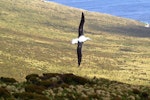 Southern royal albatross | Toroa. Dorsal view of juvenile in flight. Campbell Island, January 2007. Image © Ian Armitage by Ian Armitage.