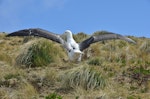 Southern royal albatross | Toroa. Juvenile exercising wings showing upper surface. Campbell Island, October 2012. Image © Kyle Morrison by Kyle Morrison.