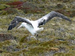 Southern royal albatross | Toroa. Adult with wings spread showing upper surface. Campbell Island, January 2010. Image © Joke Baars by Joke Baars.