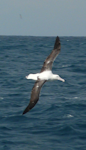 Southern royal albatross | Toroa. Dorsal view of juvenile in flight. Cook Strait, August 2012. Image © Alan Tennyson by Alan Tennyson.