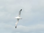 Southern royal albatross | Toroa. Ventral view of juvenile in flight. Cook Strait, August 2012. Image © Alan Tennyson by Alan Tennyson.