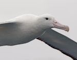 Southern royal albatross | Toroa. Adult in flight. Kaikoura pelagic, April 2023. Image © Glenn Pure by Glenn Pure.