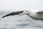 Southern royal albatross | Toroa. Adult in flight showing head and wings. Kaikoura pelagic, February 2010. Image © Neil Fitzgerald by Neil Fitzgerald.