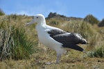 Southern royal albatross | Toroa. Juvenile standing. Campbell Island, October 2012. Image © Kyle Morrison by Kyle Morrison.