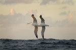 Southern royal albatross | Toroa. Two birds flying close together. At sea off Campbell Island, February 2008. Image © Craig McKenzie by Craig McKenzie.