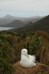 Southern royal albatross | Toroa. Adult incubating on nest. Campbell Island, January 2012. Image © Kyle Morrison by Kyle Morrison.