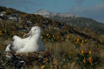 Southern royal albatross | Toroa. Adult incubating with Bulbinella rossii flowers around nest. Campbell Island, December 2010. Image © Kyle Morrison by Kyle Morrison.