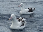 Antipodean albatross | Toroa. Adult (behind) with southern royal albatross (front). Off Kaikoura Peninsula, June 2015. Image © Alan Tennyson by Alan Tennyson.