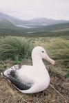 Southern royal albatross | Toroa. Adult on nest. North Col, Campbell Island, January 1993. Image © Alan Tennyson by Alan Tennyson.