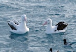 Northern royal albatross | Toroa. Adult (right) with southern royal albatross (left) and Cape petrels. Off Kaikoura Peninsula, June 2015. Image © Alan Tennyson by Alan Tennyson.