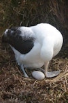 Southern royal albatross | Toroa. Adult at nest with egg. Enderby Island, Auckland Islands, November 2009. Image © Kate Beer by Kate Beer.