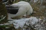 Southern royal albatross | Toroa. Adult turning egg in nest with snow around. Campbell Island, December 2010. Image © Kyle Morrison by Kyle Morrison.