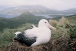 Southern royal albatross | Toroa. Adult incubating egg in nest. North Col, Campbell Island, January 1993. Image © Alan Tennyson by Alan Tennyson.