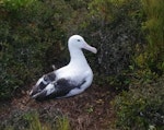 Southern royal albatross | Toroa. Adult on nest. Enderby Island, Auckland Islands, January 2018. Image © Colin Miskelly by Colin Miskelly.