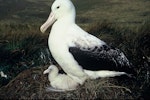 Southern royal albatross | Toroa. Adult and chick on nest. Campbell Island, March 1971. Image © Department of Conservation ( image ref: 10038254 ) by Don Merton.