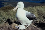 Southern royal albatross | Toroa. Adult and chick on nest. Campbell Island, February 1970. Image © Department of Conservation (image ref: 10044284) by Dick Veitch.