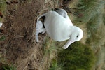 Southern royal albatross | Toroa. Adult and chick. Campbell Island, January 2005. Image © Matt Charteris by Matt Charteris.