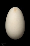 Southern royal albatross | Toroa. Egg 118.8 x 73.6 mm (NMNZ OR.019063, collected by Jack Sorensen). Campbell Island, December 1942. Image © Te Papa by Jean-Claude Stahl.