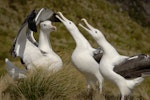 Southern royal albatross | Toroa. Adults displaying. Campbell Island, February 2008. Image © Craig McKenzie by Craig McKenzie.