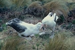 Southern royal albatross | Toroa. Adult feeding juvenile. Mount Dumas, Campbell Island, November 1962. Image © Department of Conservation ( image ref: 10044283 ) by Alan Wright.