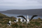 Southern royal albatross | Toroa. Adults displaying. Perseverance Harbour, Campbell Island, April 2008. Image © Department of Conservation ( image ref: 10067734 ) by Andrew Maloney.