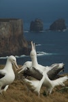 Southern royal albatross | Toroa. Sub-adults 'gam' displaying. Campbell Island, December 2011. Image © Kyle Morrison by Kyle Morrison.