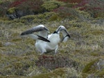 Southern royal albatross | Toroa. Adult folding double jointed wings. Campbell Island, January 2010. Image © Joke Baars by Joke Baars.