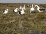 Southern royal albatross | Toroa. Pre-breeding adult 'gam' group. Enderby Island, February 2010. Image © Geoff Rogers by Geoff Rogers.