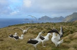 Southern royal albatross | Toroa. 'Gam' displaying. Campbell Island, January 2013. Image © Kyle Morrison by Kyle Morrison.