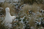 Southern royal albatross | Toroa. Adult incubating on nest after summer snowfall. Campbell Island, December 2010. Image © Kyle Morrison by Kyle Morrison.