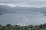 Southern royal albatross | Toroa. 'Gam' displaying group. Moubray Peninsula, Campbell Island, January 1993. Image © Alan Tennyson by Alan Tennyson.