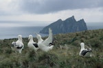 Southern royal albatross | Toroa. 'Gam' displaying. South Col, Campbell Island, January 1993. Image © Alan Tennyson by Alan Tennyson.