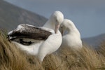 Southern royal albatross | Toroa. Pair bonding. Campbell Island, February 2008. Image © Craig McKenzie by Craig McKenzie.