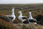 Southern royal albatross | Toroa. 'Gam' display showing sky pointing. Enderby Island, Auckland Islands, December 2005. Image © Department of Conservation ( image ref: 10059717 ) by Andrew Maloney.