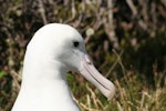 Southern royal albatross | Toroa. Adult head. Enderby Island, Auckland Islands, December 2005. Image © Department of Conservation ( image ref: 10059961 ) by Andrew Maloney.