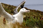 Southern royal albatross | Toroa. Adult near nest with wings raised. Campbell Island, January 2007. Image © Ian Armitage by Ian Armitage.