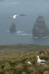 Southern royal albatross | Toroa. Adults. Campbell Island, November 2010. Image © Kyle Morrison by Kyle Morrison.