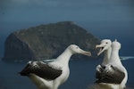 Southern royal albatross | Toroa. Sub-adults 'gamming'. Campbell Island, December 2011. Image © Kyle Morrison by Kyle Morrison.