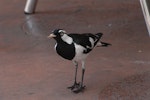 Magpie-lark. Adult male. Darwin, Australia, October 2013. Image © Peter Reese by Peter Reese.