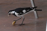 Magpie-lark. Adult male. Darwin, Australia, October 2013. Image © Peter Reese by Peter Reese.