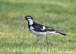 Magpie-lark. Adult male holding an insect. Neil Hawkins Park, Joondalup, Western Australia, September 2015. Image © Marie-Louise Myburgh by Marie-Louise Myburgh.