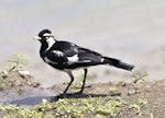 Magpie-lark. Adult male. Port Douglas, Queensland, Australia, August 2015. Image © Rebecca Bowater by Rebecca Bowater FPSNZ AFIAP.