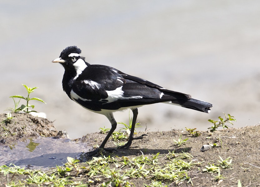 Magpie-lark. Adult male. Port Douglas, Queensland, Australia, August 2015. Image © Rebecca Bowater by Rebecca Bowater FPSNZ AFIAP.