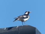 Magpie-lark. Adult male. Olympic Park, New South Wales, Australia, October 2014. Image © Alan Tennyson by Alan Tennyson.