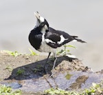 Magpie-lark. Adult female drinking water. Port Douglas, Queensland, Australia, August 2015. Image © Rebecca Bowater by Rebecca Bowater FPSNZ AFIAP.