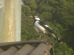 Magpie-lark. Adult male - first New Zealand record. Gorge River, South Westland, April 2008. Image © Robert Long by Robert Long.